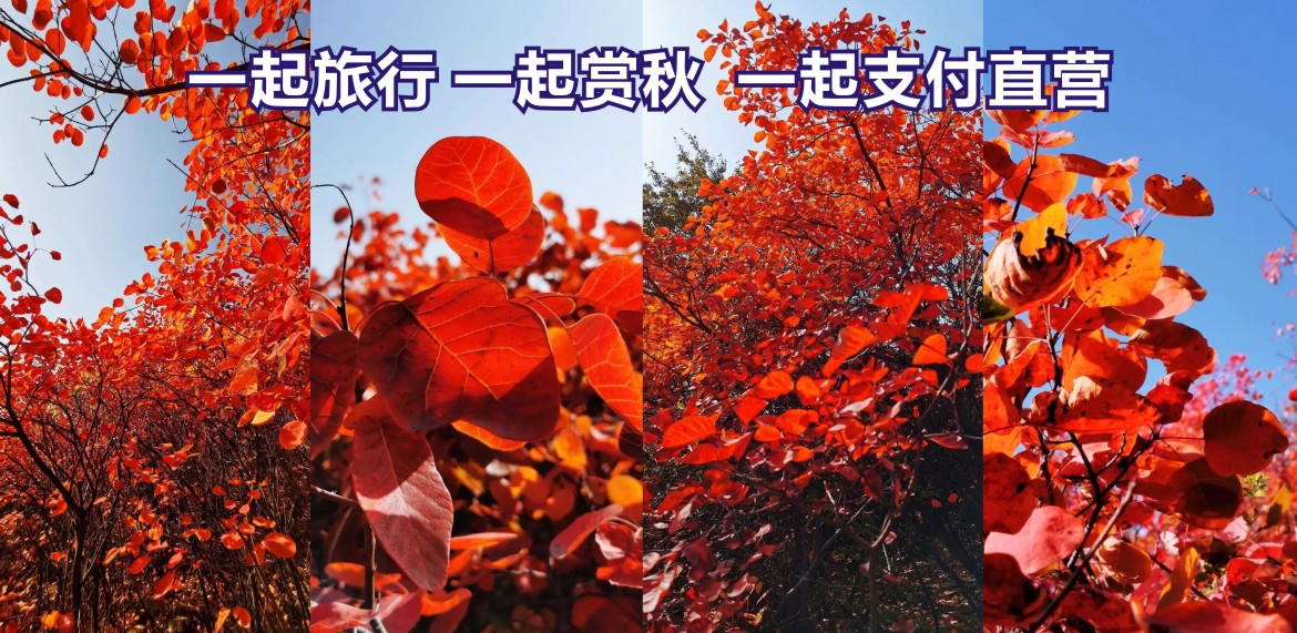一起旅行 一起赏秋 一起支付直营